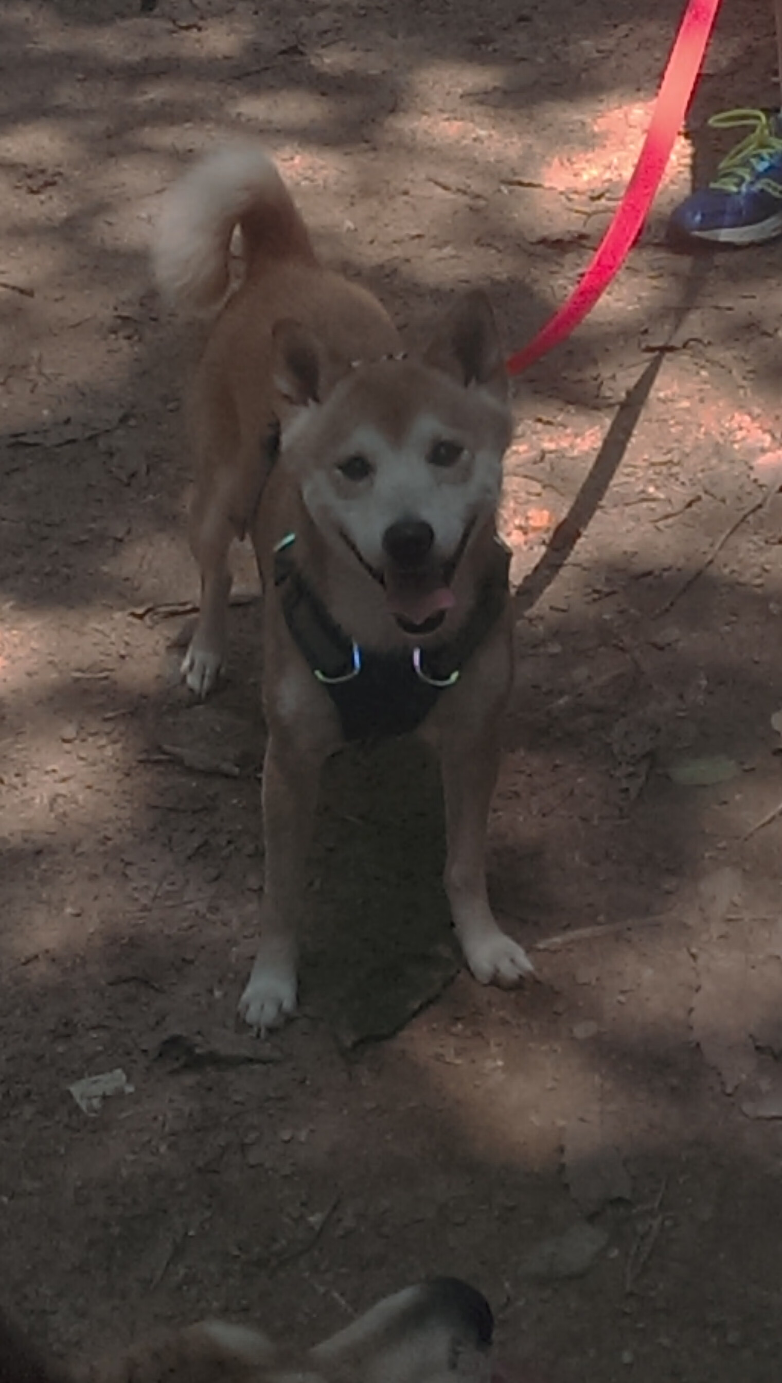 九游官网下载电脑版-NBA球员技术动作进阶训练，nba球员训练方式