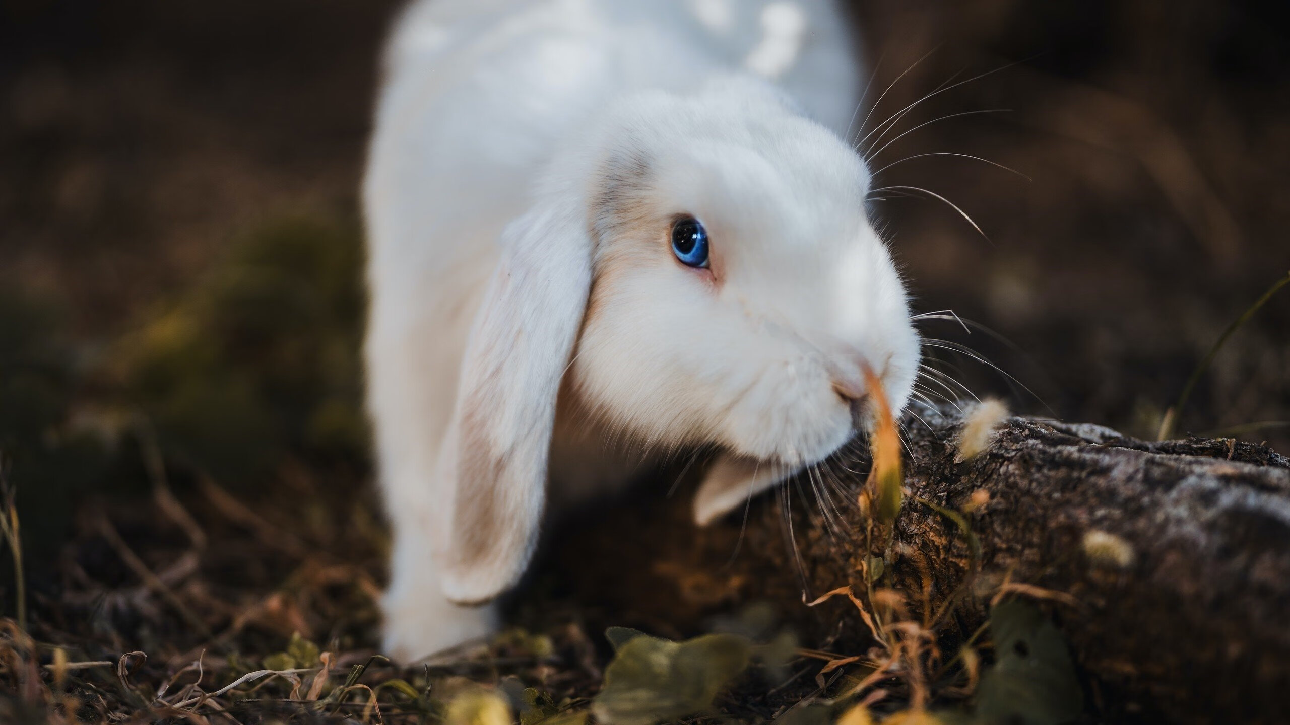九游娱乐官网 (JIUYOU)-俱乐部“梦之队”:本季组建的最佳阵容盘点 第1张 九游娱乐官网 (JIUYOU)-俱乐部“梦之队”:本季组建的最佳阵容盘点 第1张