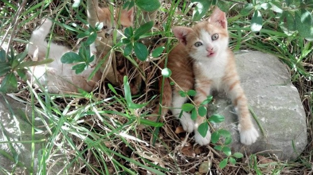 九游下载中心-国足临场战术执行率与比分结果分析，据说国足场地要这样才能赢
