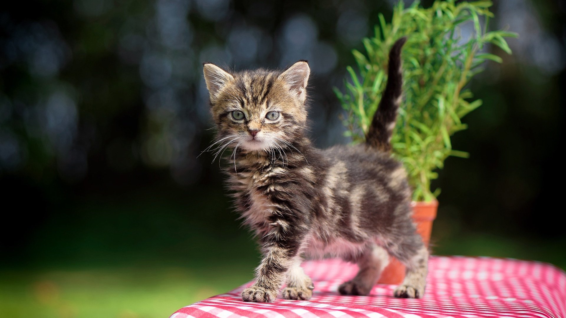 -基于人工智能的个性化体育教学平台设计研究，人工智能体育训练解决方案