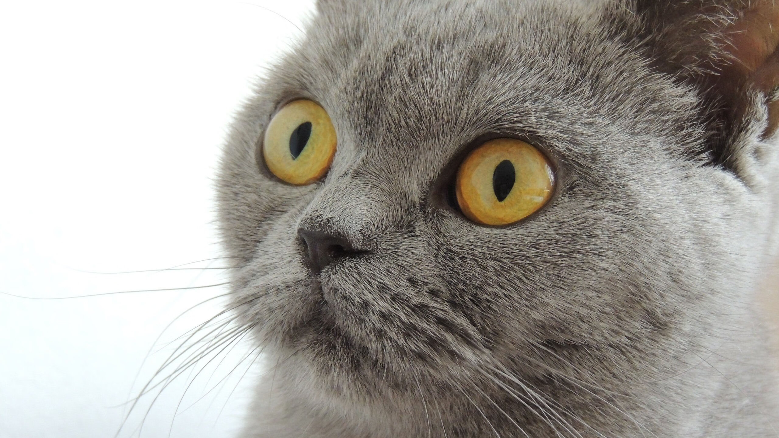 -青少年体育运动激励机制，《青少年体育活动促进计划》