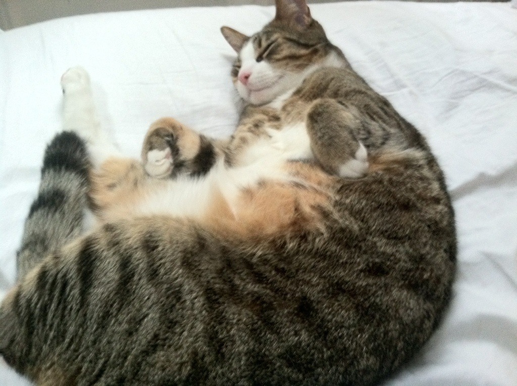 九游下载安装-“四川省体育馆拳击赛事：谁能在拳击擂台上打破极限，迎接金牌荣耀？”