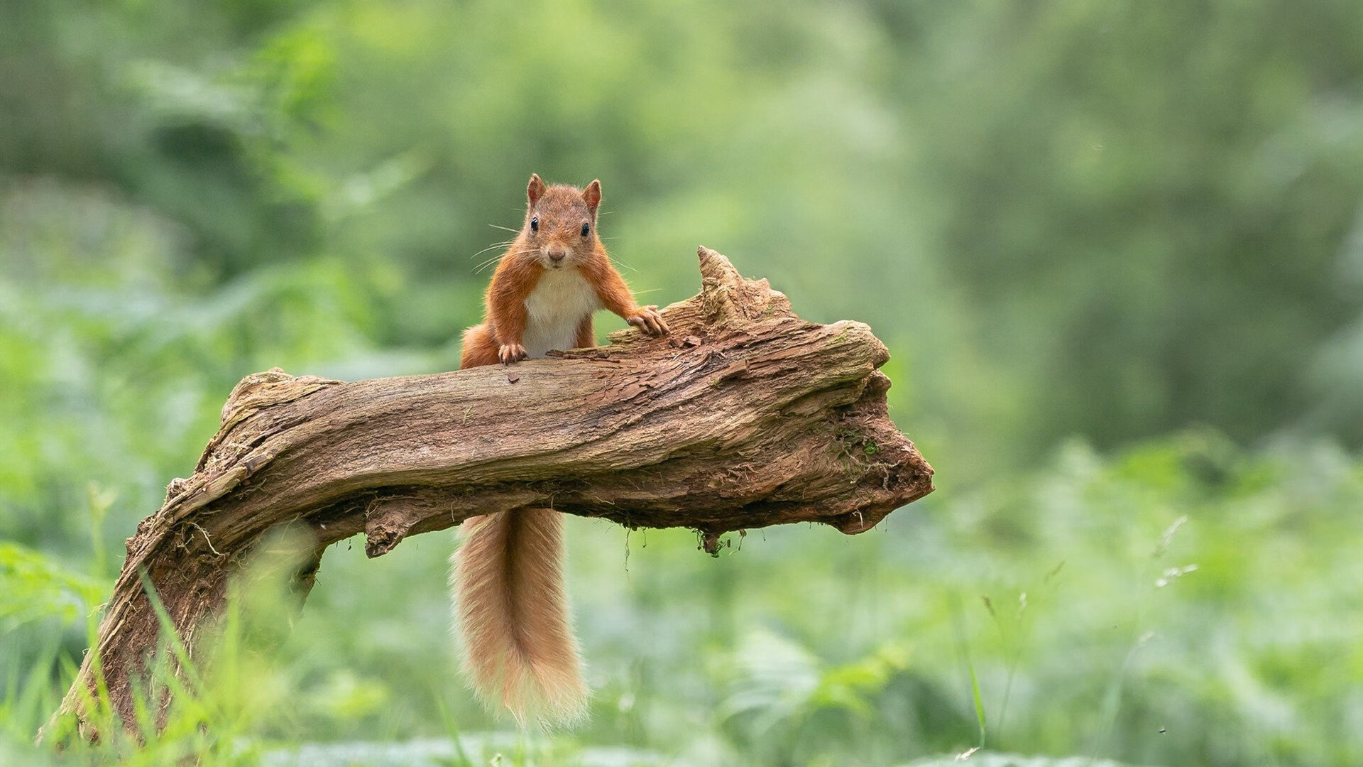 九游（jiuyou.com）游戏-主力替补能力差异是否决定教练换人时机选择，主力换替补干脆投降算了