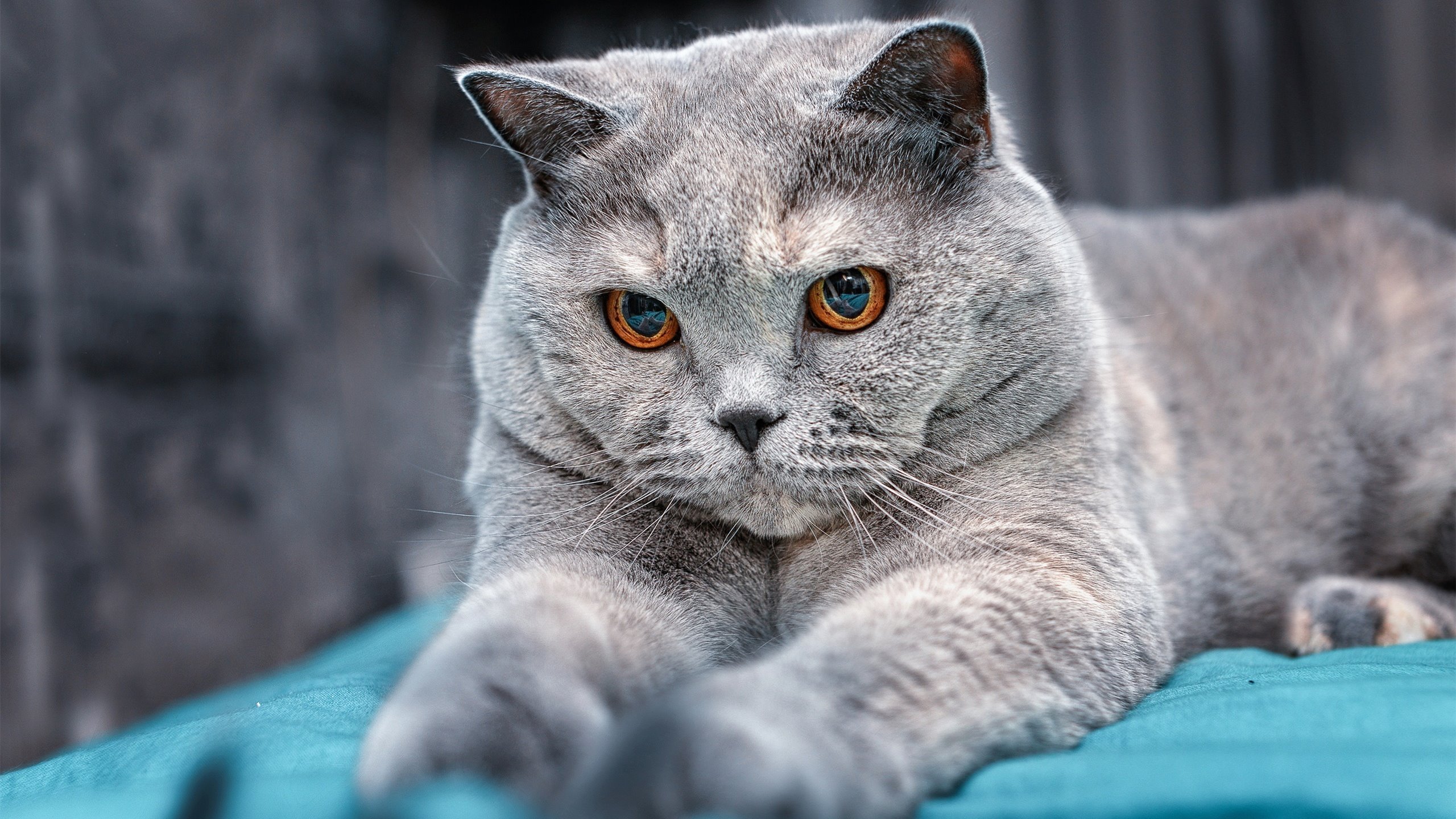 九游娱乐(jiuyou)官方网站-“华金·托比利亚的防守反击与高效配合，带领阿根廷美洲狮队迈向新高峰”