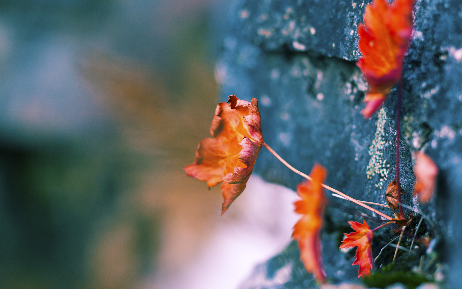 九游网页版官网-卡塔尔世界杯即将开幕，全球关注度空前