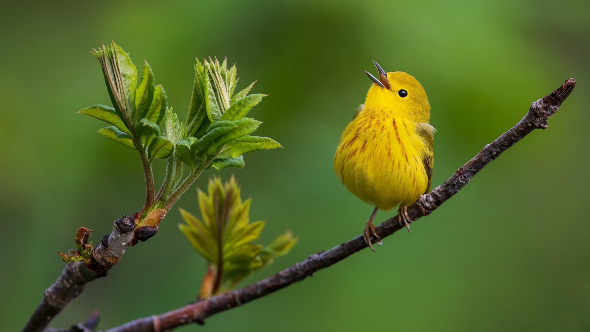 九游网页版官网-卡塔尔世界杯即将开幕，全球关注度空前