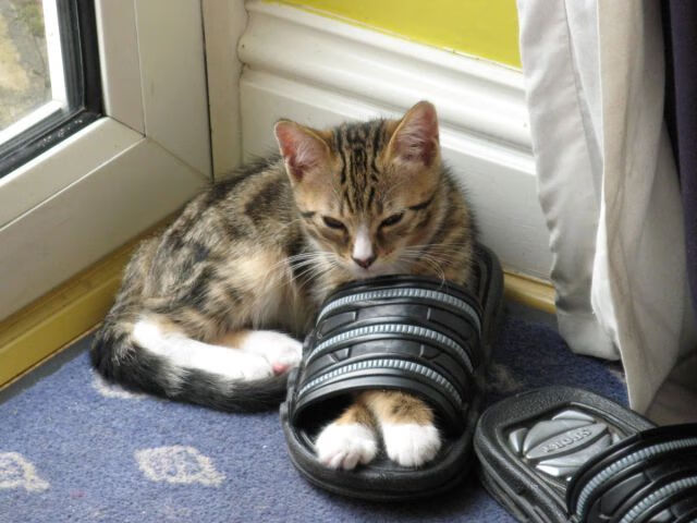 九游娱乐(jiuyou)官网-女子排球跨区域选材计划开始实施，女子排球晋级规则