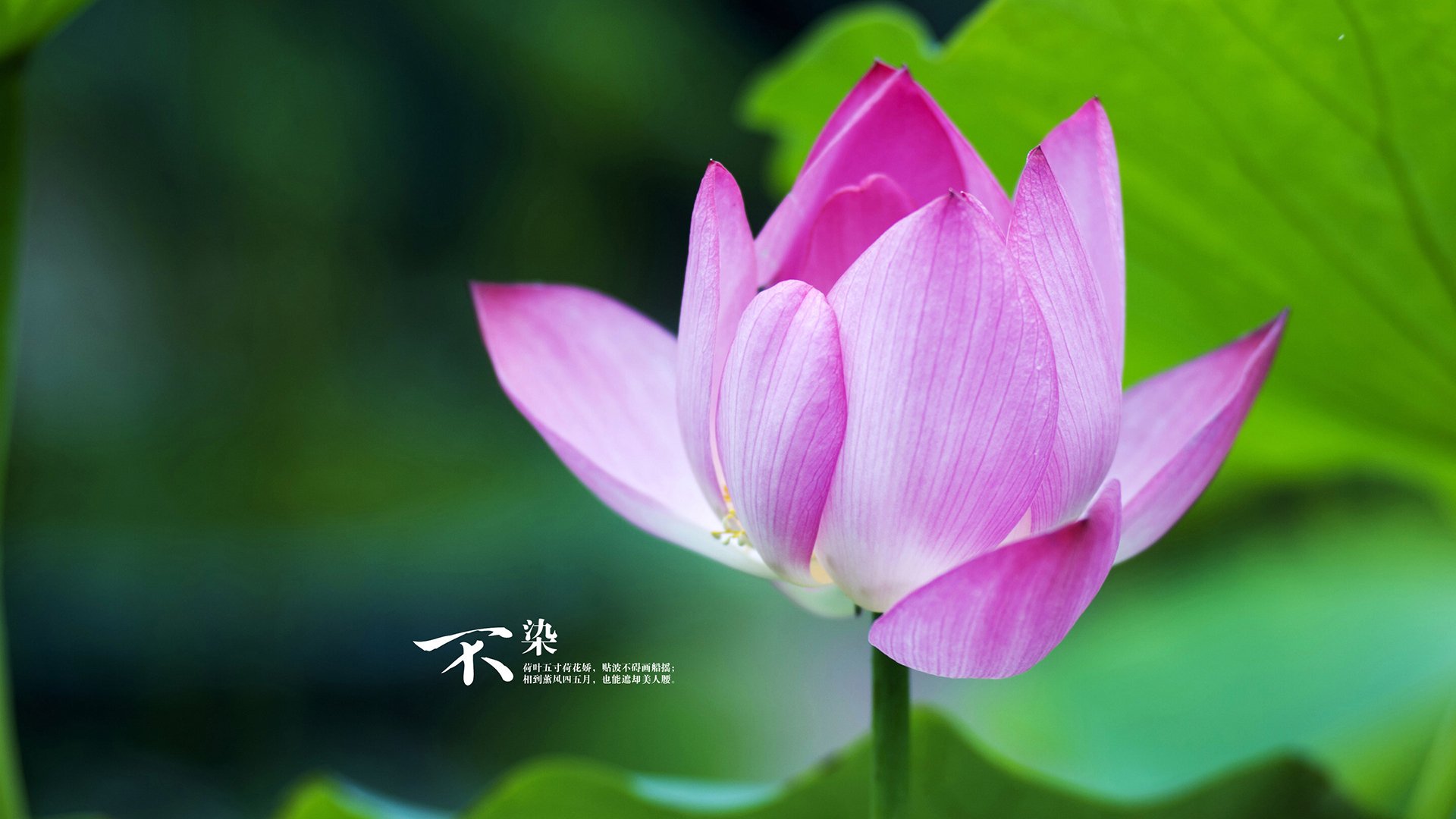 九游游戏中心官网-意甲激烈对抗：团队默契成就佳绩！，意甲队伍