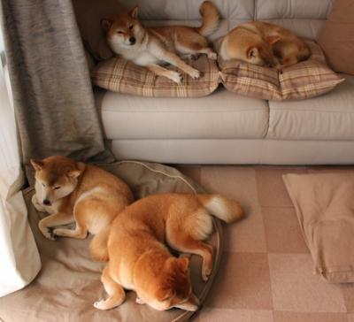 JIUYOU.COM-蝶泳新秀助突尼斯争得出线权，蝶泳冠军视频