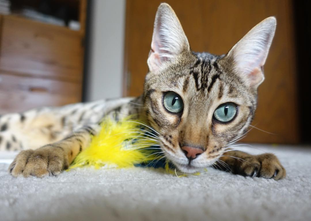 九游APP官网-詹姆斯带队逆转对手再次创造奇迹，詹姆斯大逆转