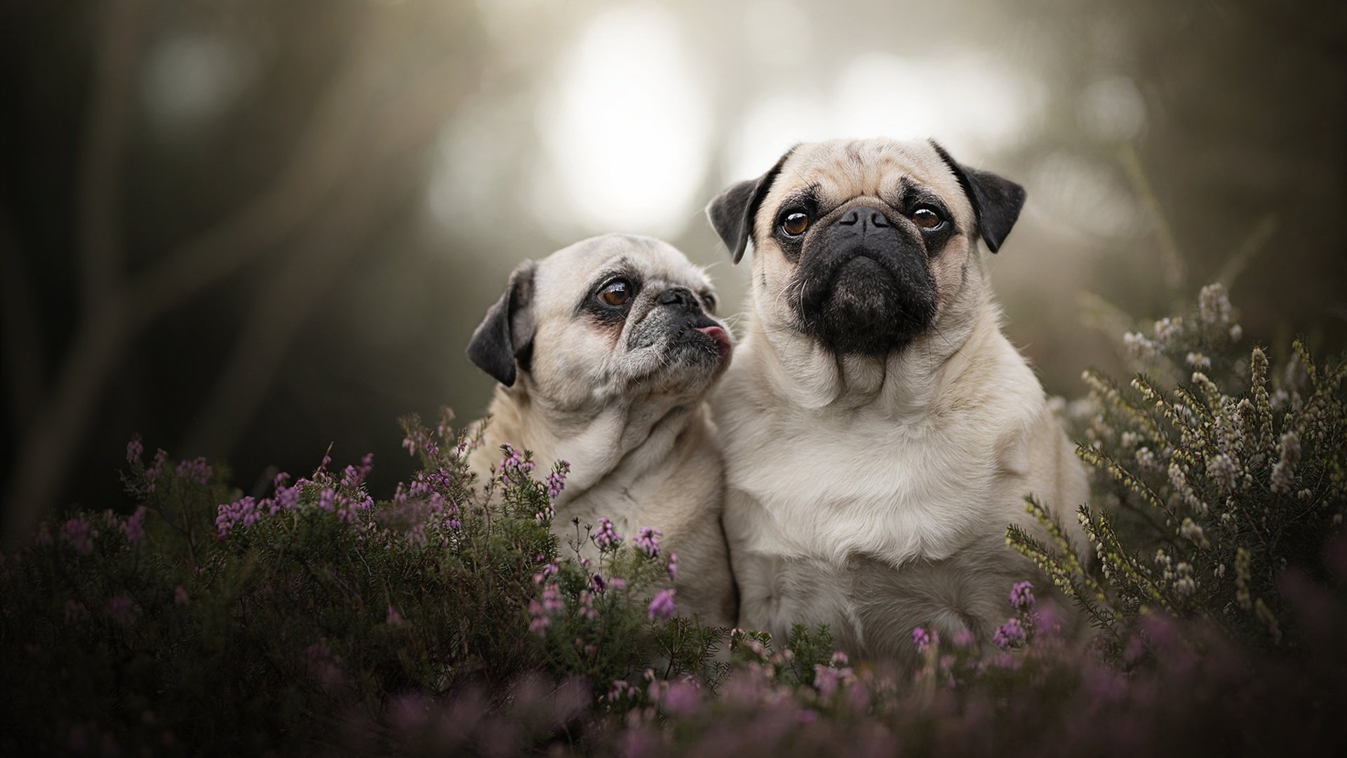 九游游戏中心-跳水发挥稳定摩纳哥晋级四强，摩纳哥奥运