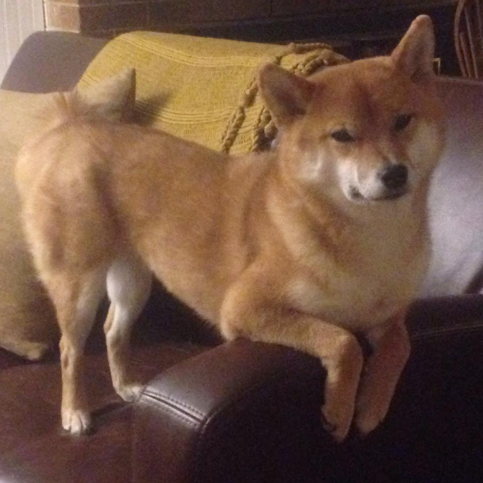 九游sports-青训体系建设纳入体育中考足球参与率稳步上升，中国足球青训大纲内容