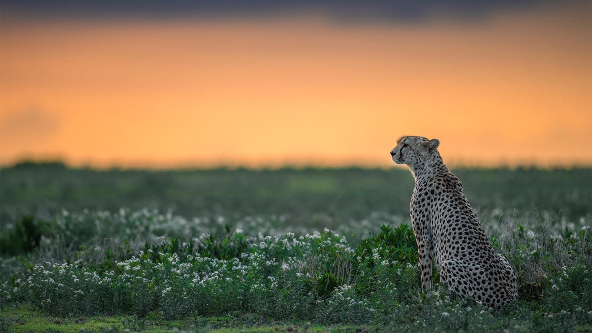 九游正版入口-17岁法国锋线新星崛起,切尔西拜仁抢人大战开启,切尔西拜仁战绩