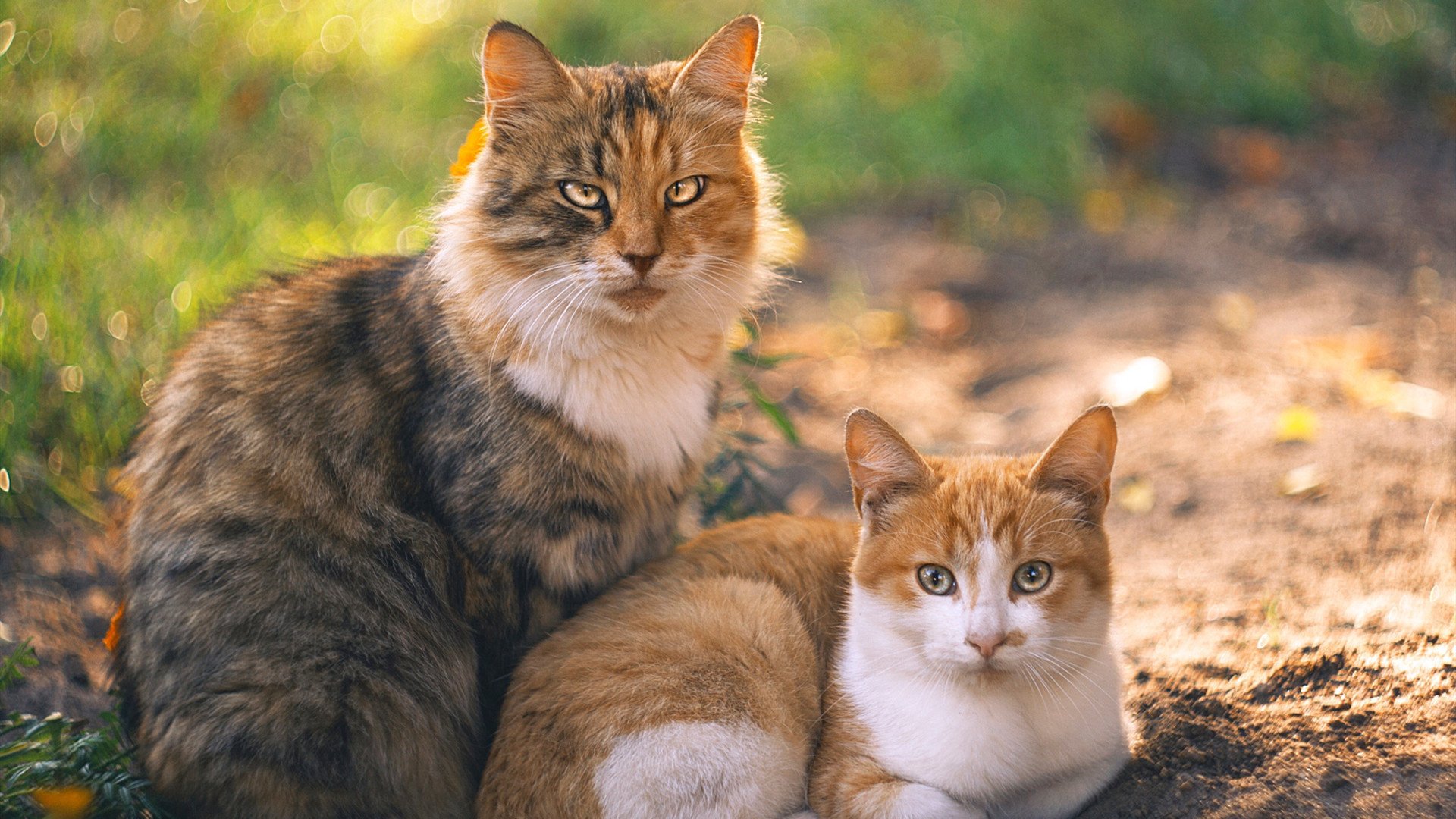 九游9游-万名志愿者集结,智能服务系统上线,万名志愿者助力文明城市创建
