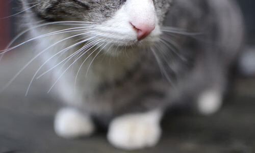 体育新闻中心提升内容可信度与用户粘性，体育新闻报道角度